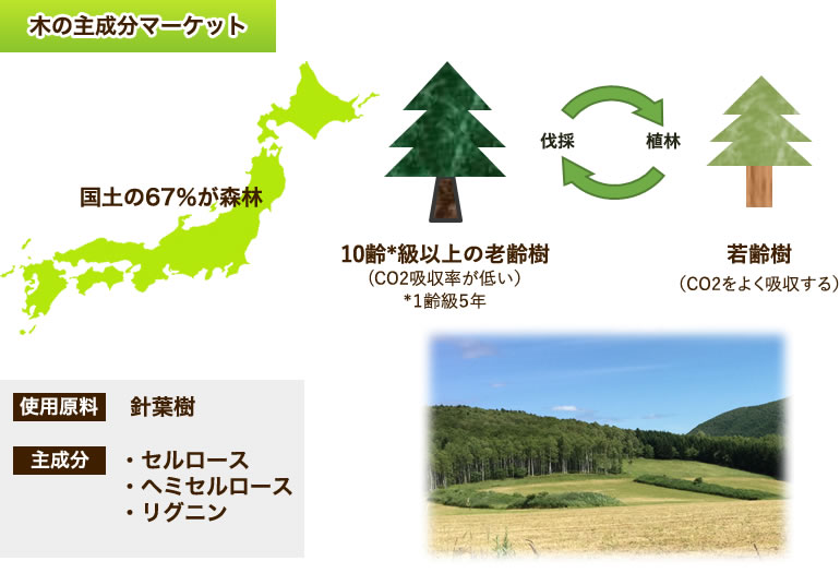 木の主成分マーケット